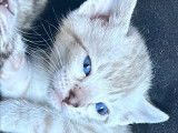 Chaton mâle snow lynx