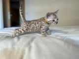 Chaton mâle snow mink