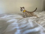 Chaton mâle snow mink