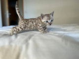 Chaton mâle snow mink