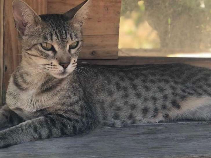 Chats adultes Savannah F5 et F6 à vendre