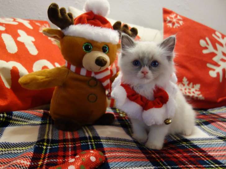 Chaton Ragdoll LOOF Blue Bicolore