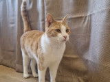 Chat roux et blanc disponible à l'adoption