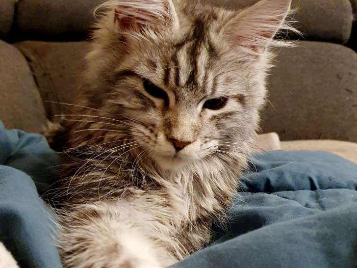 Chaton Maine Coon LOOF à vendre