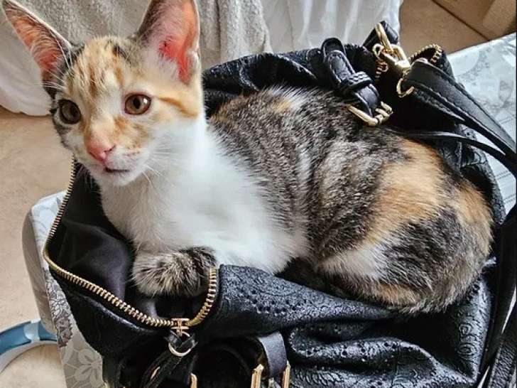 Chatons mâles à adopter