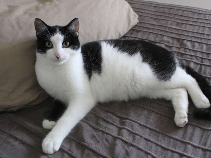 Chaton mâle de 7 mois disponible à l'adoption
