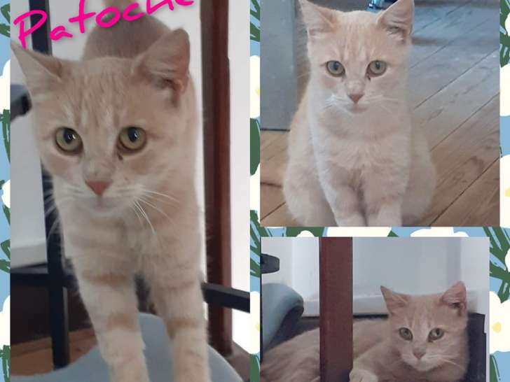 Disponible à l'adoption : chatte de couleur rousse