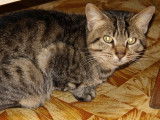 À adopter : chat tigré de 3 ans