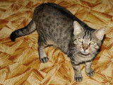 À adopter : chat tigré de 3 ans
