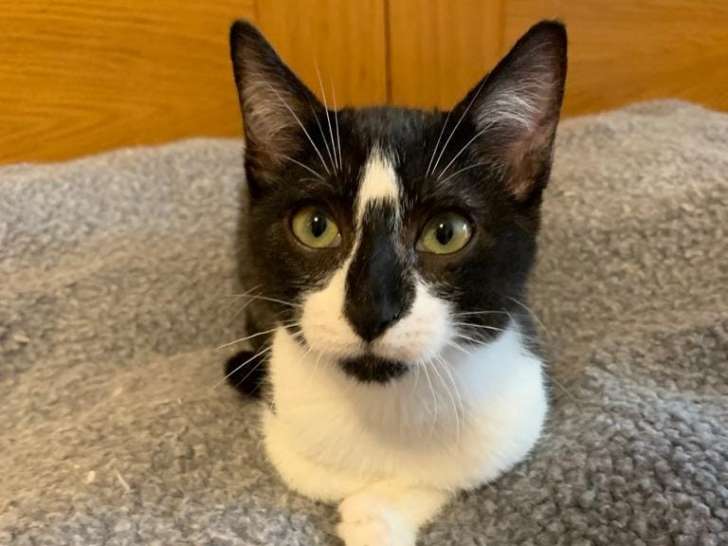 Disponible à l'adoption : chaton de 4 mois