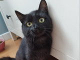 Chat noir à adopter