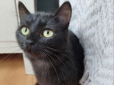 Chat noir à adopter