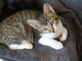 Disponible à l'adoption : chaton tigré