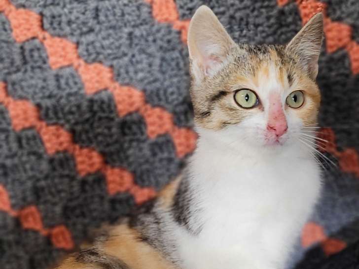 Chaton femelle à adopter
