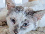 Chat tigré blanc à adopter