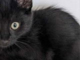 Chatonne noire à céder