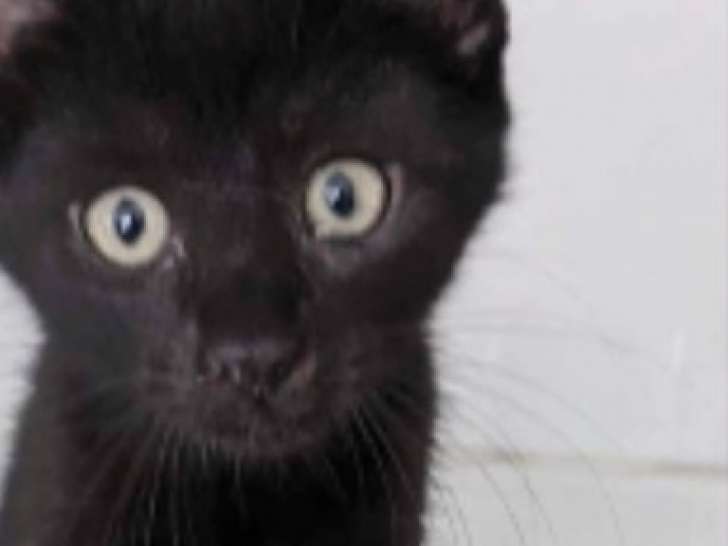 Chatonne de 3 mois à donner
