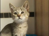 Chat tigré disponible à l'adoption