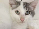 Chaton gris et blanc à donner
