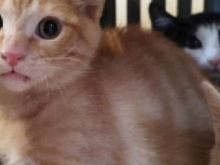 À donner : chaton tigré roux