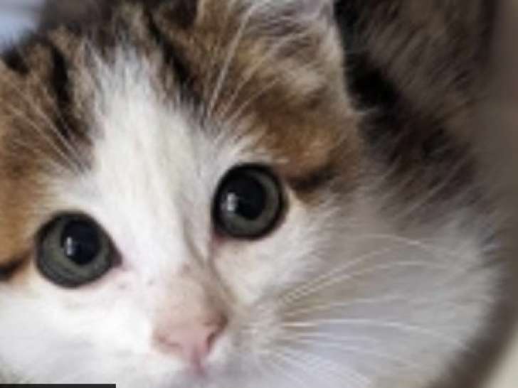 À donner : chatonne de 3 mois