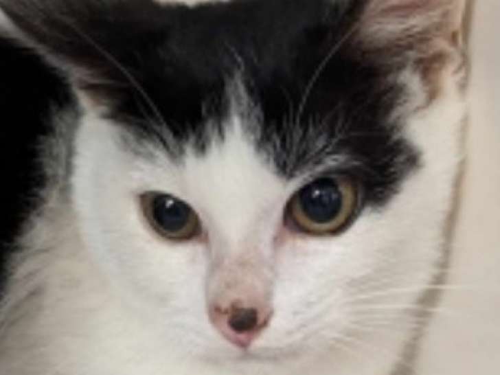 À céder : chaton noir et blanc