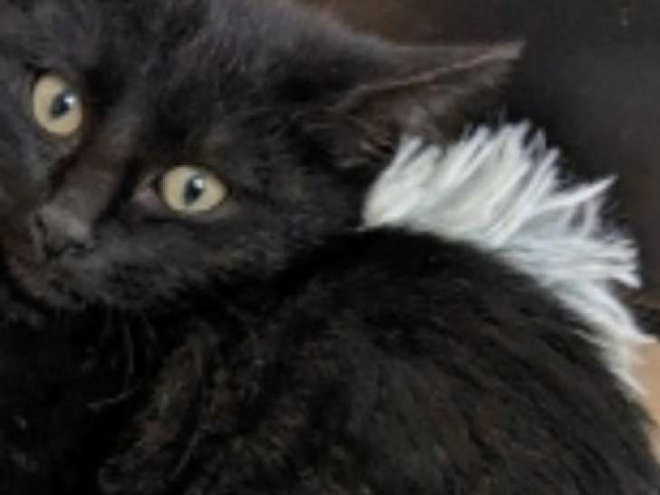 Chaton mâle noir cherchant un foyer