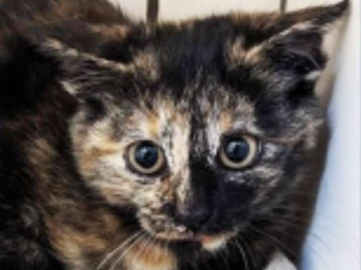 Disponible à l'adoption, chatonne de 3 mois