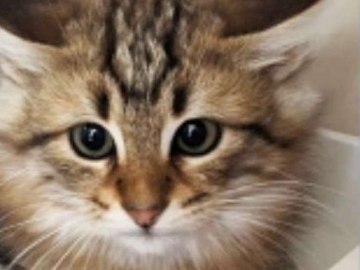 Chaton mâle tigré à céder