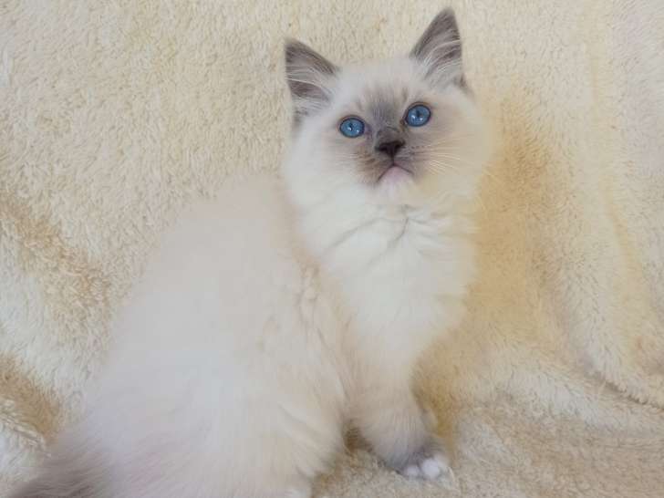 Femelle bleu mitted 10 semaines