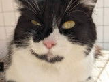 À donner : une chatte noire et blanche