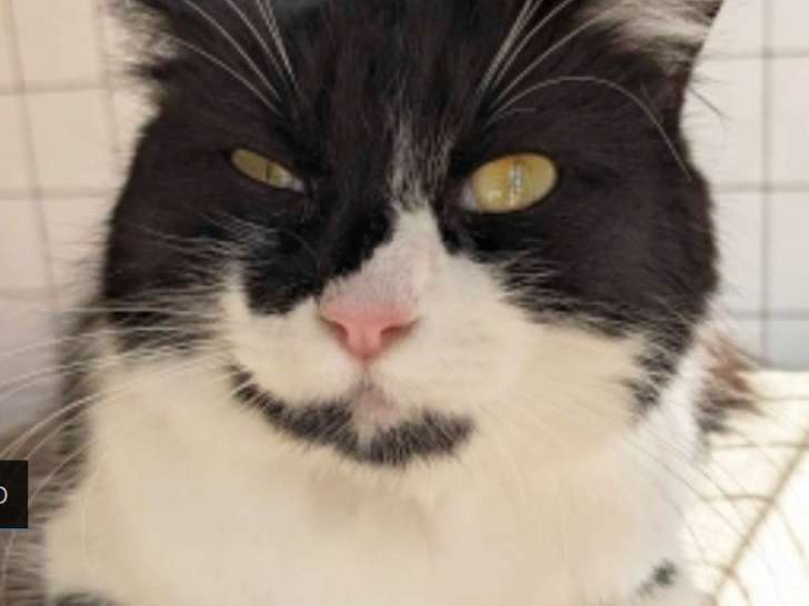 À donner : une chatte noire et blanche