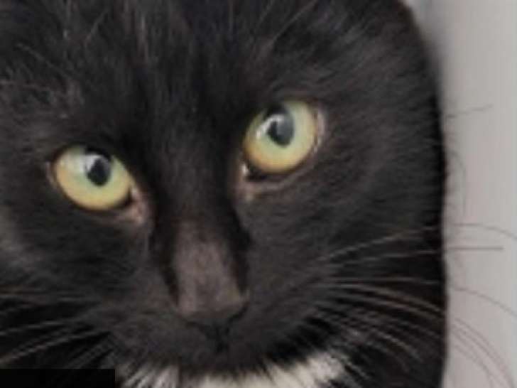 Chaton noir de 3 mois à céder