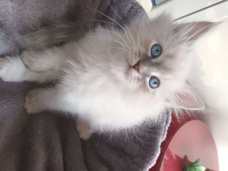 Chatons Sibérien neva masquerade à vendre