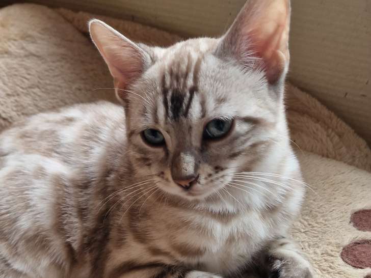 Magnifiques chatons Bengal à vendre