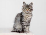 Chaton Norvégien LOOF à vendre