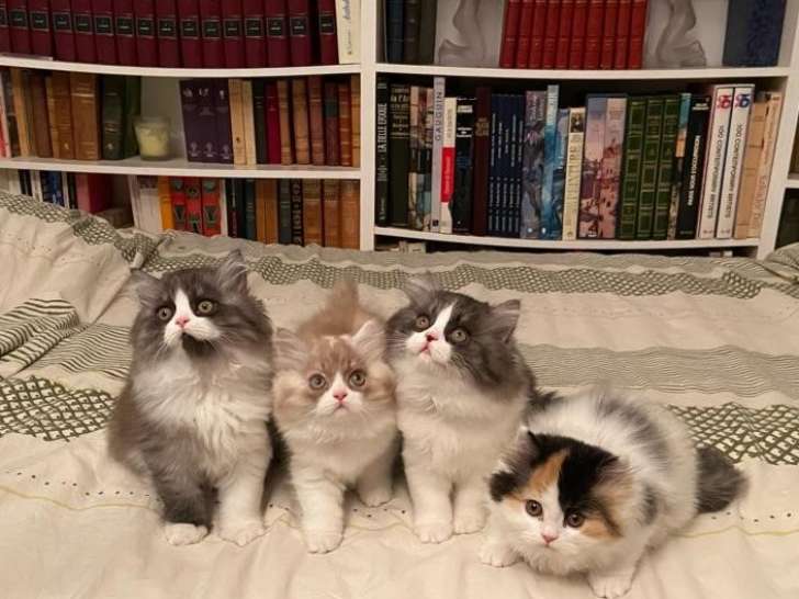 Chaton de race Highland Straight à vendre