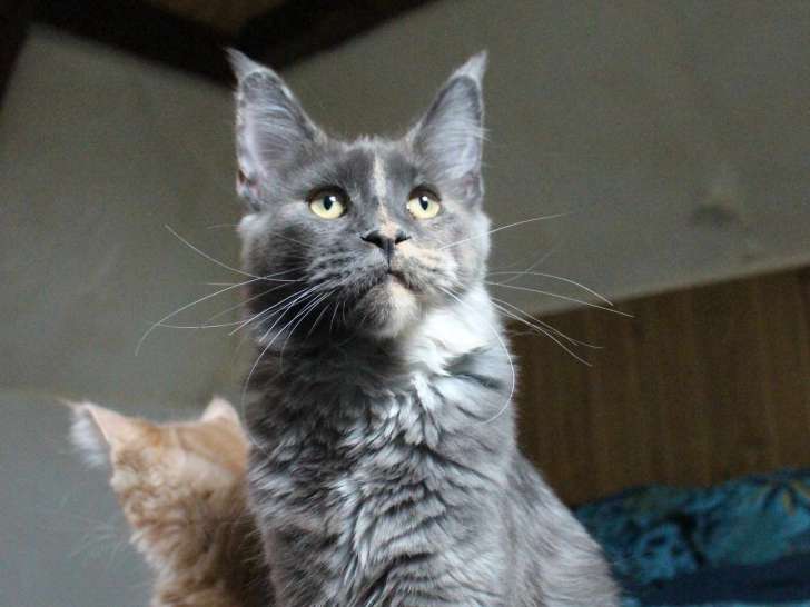 Femelle adulte Maine Coon LOOF à vendre