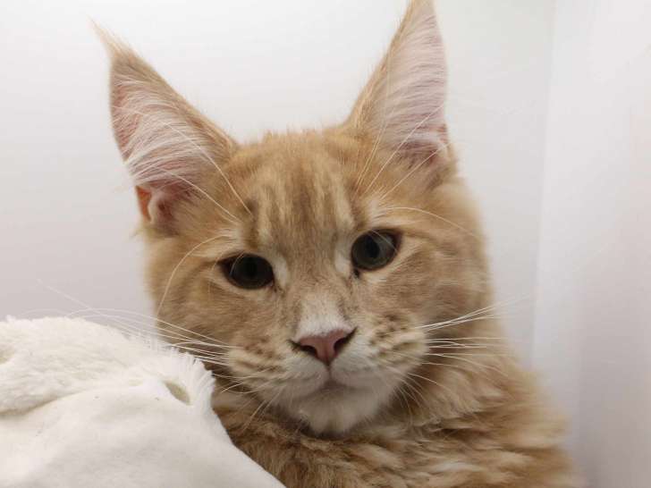 Chatonne Maine Coon LOOF à vendre