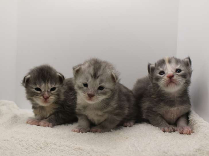 Chatons Maine Coon LOOF à vendre