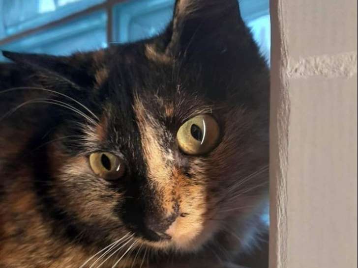 À adopter : chatte de 4 ans