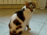 À céder : chat tricolore