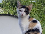 À donner : chaton femelle tricolore