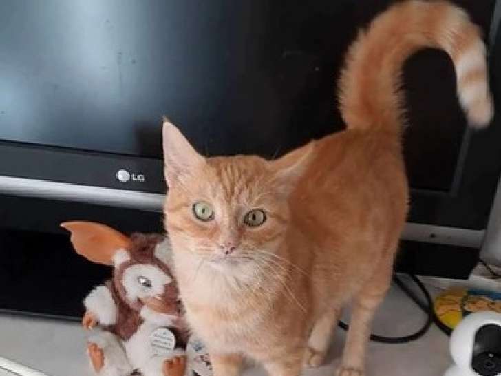 À adopter : chatte de 2 ans