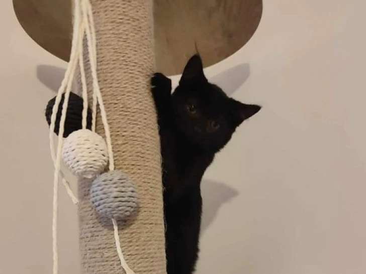 À céder, chaton noir
