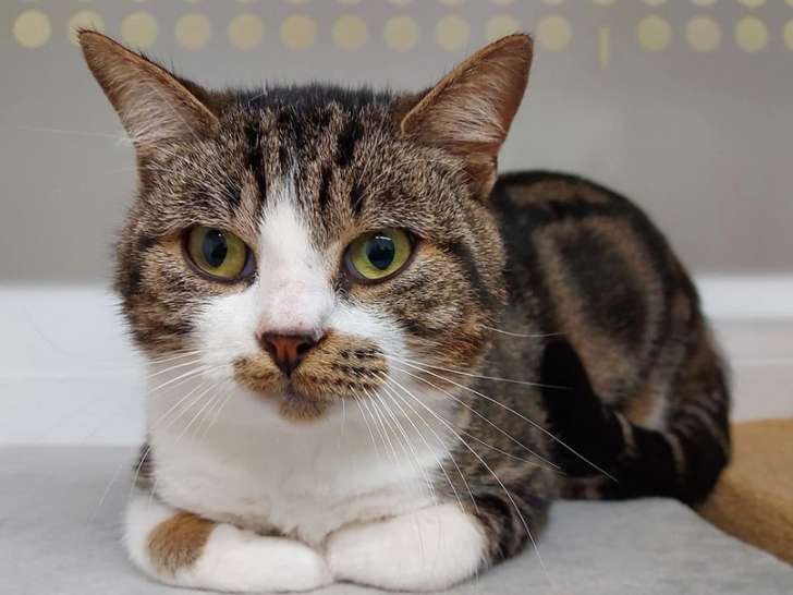 À donner : chat tigré blanc