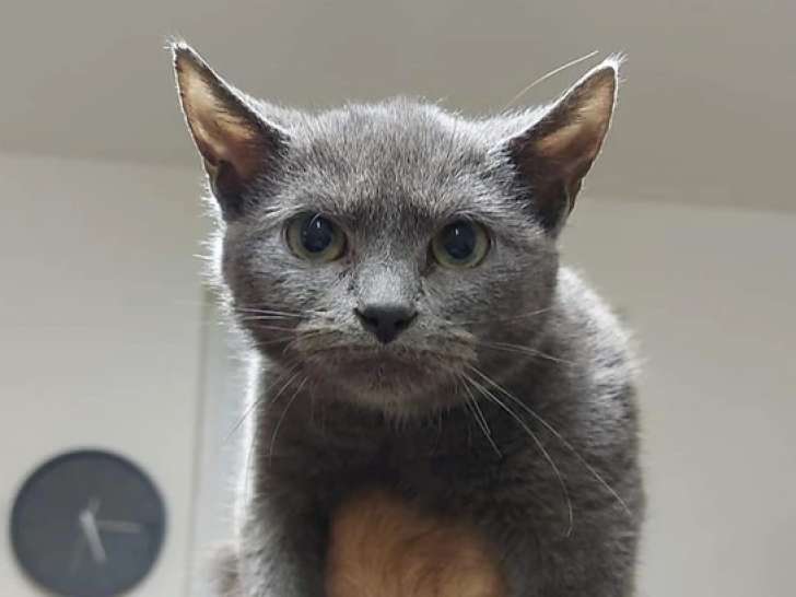 À offrir : chaton femelle gris