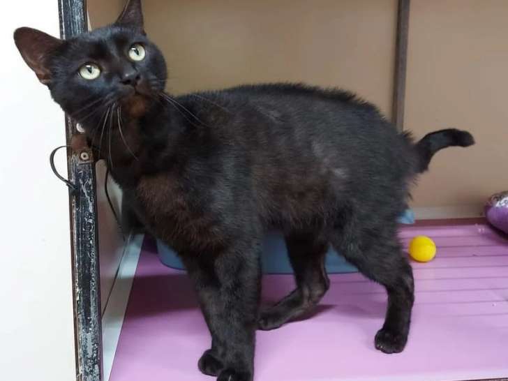 Chat de 2 ans à offrir