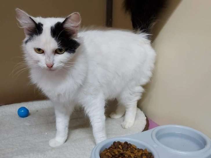 Chatte noire et blanche à donner