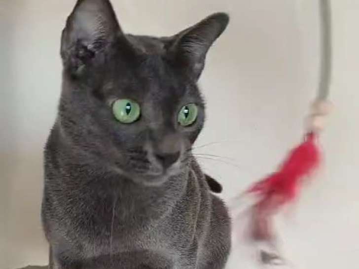 Chat mâle de race pure KORAT aux yeux verts